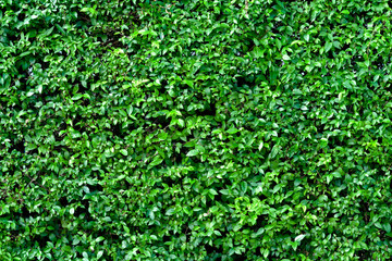 Green leaves pattern for nature concept,leaf on wall textured background