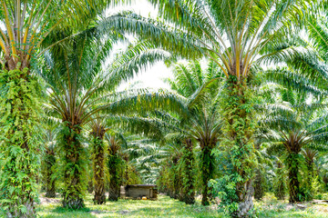 Green leaves pattern of Oil palm tree with fern in Thailand