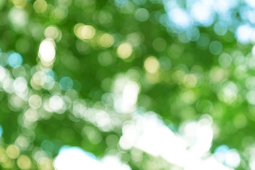 Obraz premium natural green bokeh abstract background,blurred textured