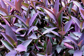 violet leaves pattern,leaf  tradescantia pallida or purple queen plant or purple heart in the garden