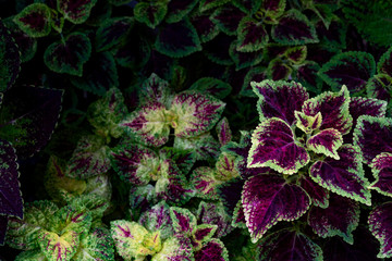 colorful leaves pattern,leaf coleus or painted nettle in the garden