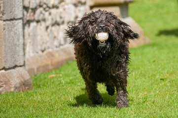 Black labradoodle dog running towards camera with a ball in its mouth