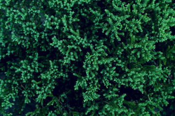 Green leaves background,leaf color tone dark