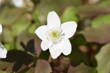 Single white flower in the wild