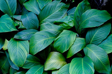 Green leaves pattern,leaf of Spathiphyllum cannifolium tree in the garden