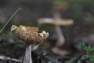Macro of a Mushroom