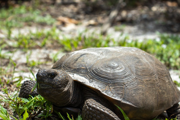 turtle on the grass