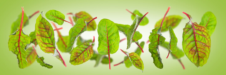 Flying Sweet beet leaves(chard or mangold)