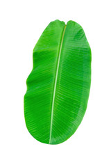 Green leaves pattern,leaf banana isolated on white background,include clipping path
