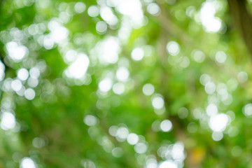 Obraz premium natural green bokeh abstract background,blurred textured