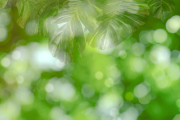 Blur green leaves pattern for summer or spring season concept,leaf with bokeh textured background