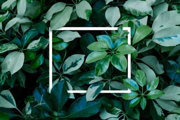 Green leaves pattern with white frame for nature concept, Dwarf Umbrella Tree or Schefflera arboricola