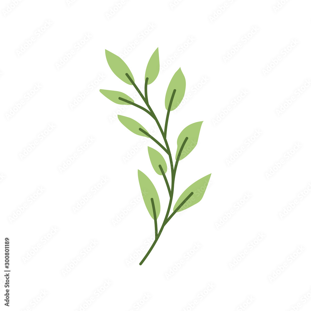 Wall mural branch with leaf on white background