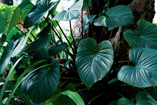 Green leaves pattern for nature concept,leaf homalomena rubescens tree textured background