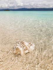 Big tridacna seashell in transparent clear water on beach. Tropical island travel concept, ocean background.