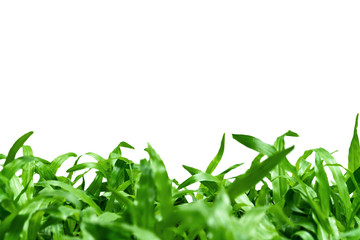 Green leaves pattern,leaf grass tree isolated on white background with copy space