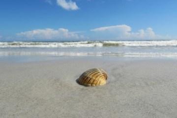 Seashell on ocean background in Atlantic coast of North Florida