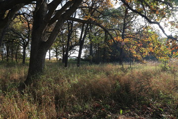 autumn in the forest