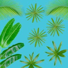Green palm leaves pattern for nature concept,tropical leaf on blue background
