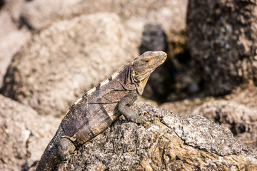 Iguana sitting on a stone on the Pacific coast.