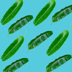 Green palm leaves pattern for nature concept,tropical leaf on blue background