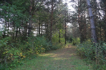 path in the forest