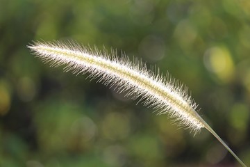 Grass flowers stand against the wind and sunlight