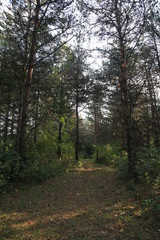 path in forest