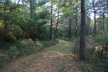 path in the forest