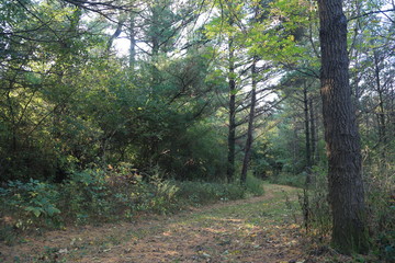 path in the forest