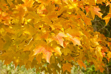 Naklejka na ściany i meble Close up view of bright golden yellow leaves on a Maple tree on a sunny autumn day