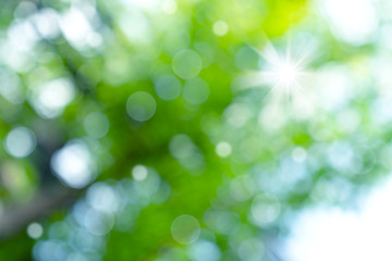 natural green bokeh abstract background,blurred textured