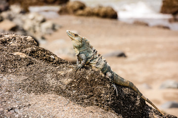 Iguana sitting on a stone on the Pacific coast.