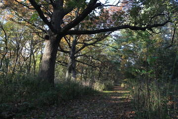 Hike in Forest Nature