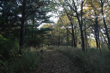 Hike in Forest Nature