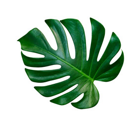 Green leaves pattern,leaf monstera isolated on white background,include clipping path