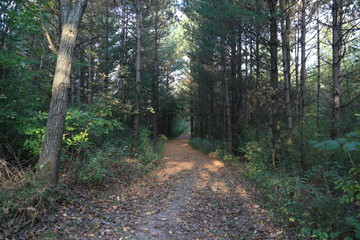 Hike in Forest Nature