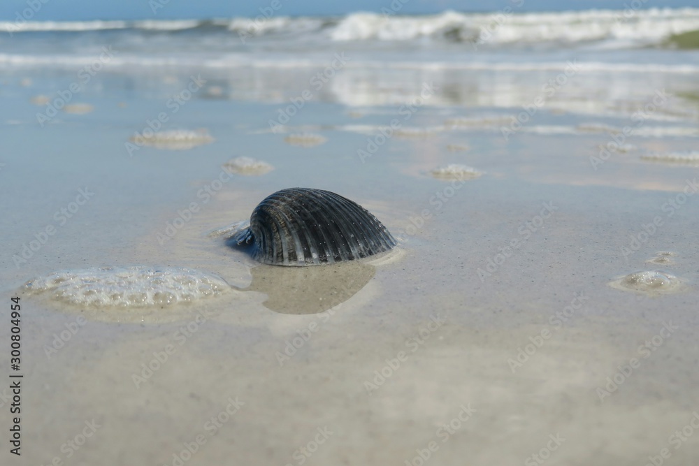 Wall mural black seashell on the beach in atlantic coast of north florida