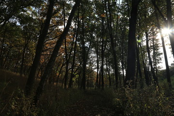 Hike in Forest Nature
