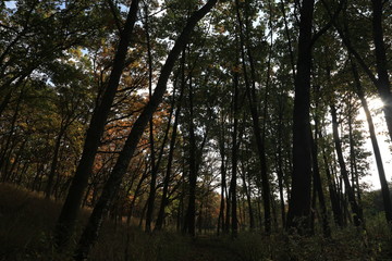 Hike in Forest Nature