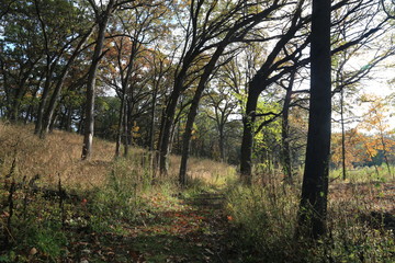 Hike in Forest Nature
