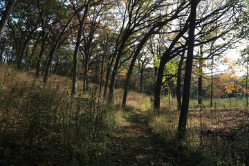 Hike in Forest Nature