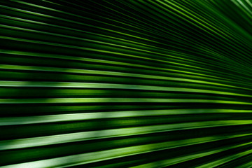 Obraz premium Green leaves texture,tropical leaf for nature background,leaf palm foliage tree