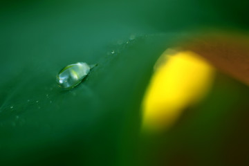A crystal clear dew on the lotus leaf in the morning, lined with a warm sun on the background