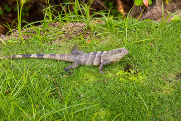 Iguana is sitting on the grass. Costa Rica.
