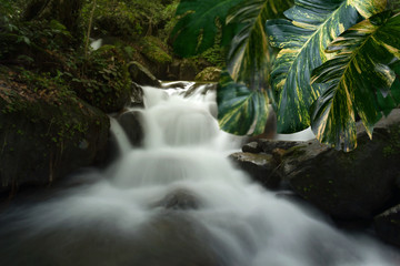 Green leaves pattern for nature concept,leaf of Epipremnum aureum with blur flowing water of mountain stream background