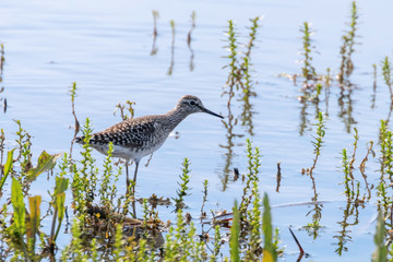 Sandpiper, Wood Sandpiper in Shallow Water (Tringa glareola) Wader Bird Sandpiper