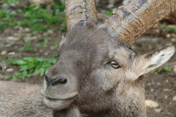 Steinbock