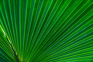 Obraz premium Green leaves texture,tropical leaf for nature background,leaf palm foliage tree