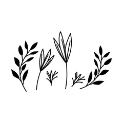 Fototapeta premium branches with leaves on white background